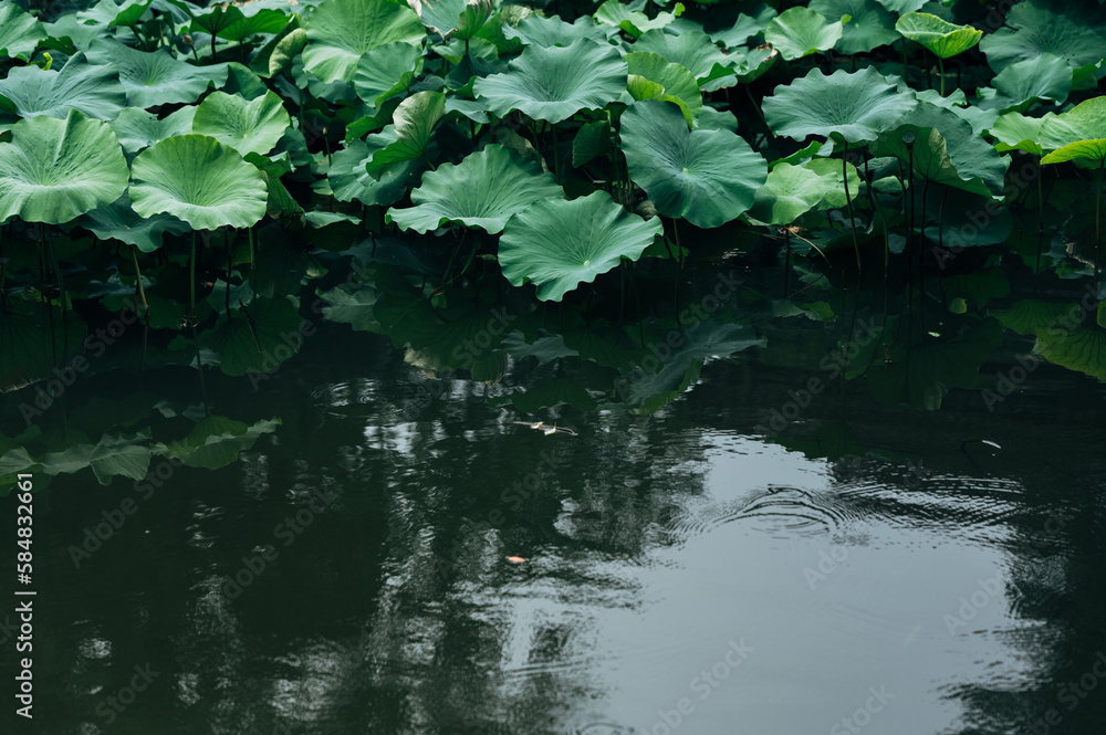 Lily pad with flowers Lily pad with flowers