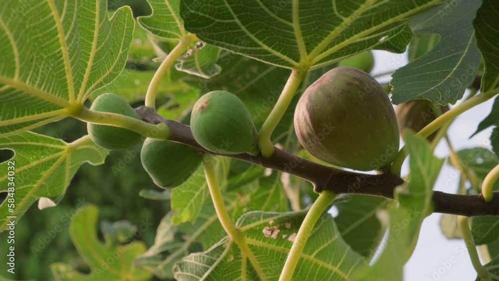 Fig fruits on fig tree branch close-up. Fig fruits on fig tree branch close-up.