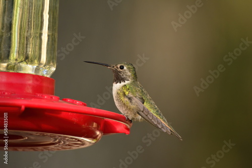Male Broad-tailed Hummingbird on a feeder in Arizona