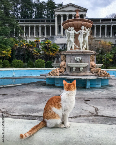 Cat at abandoned fountain photo