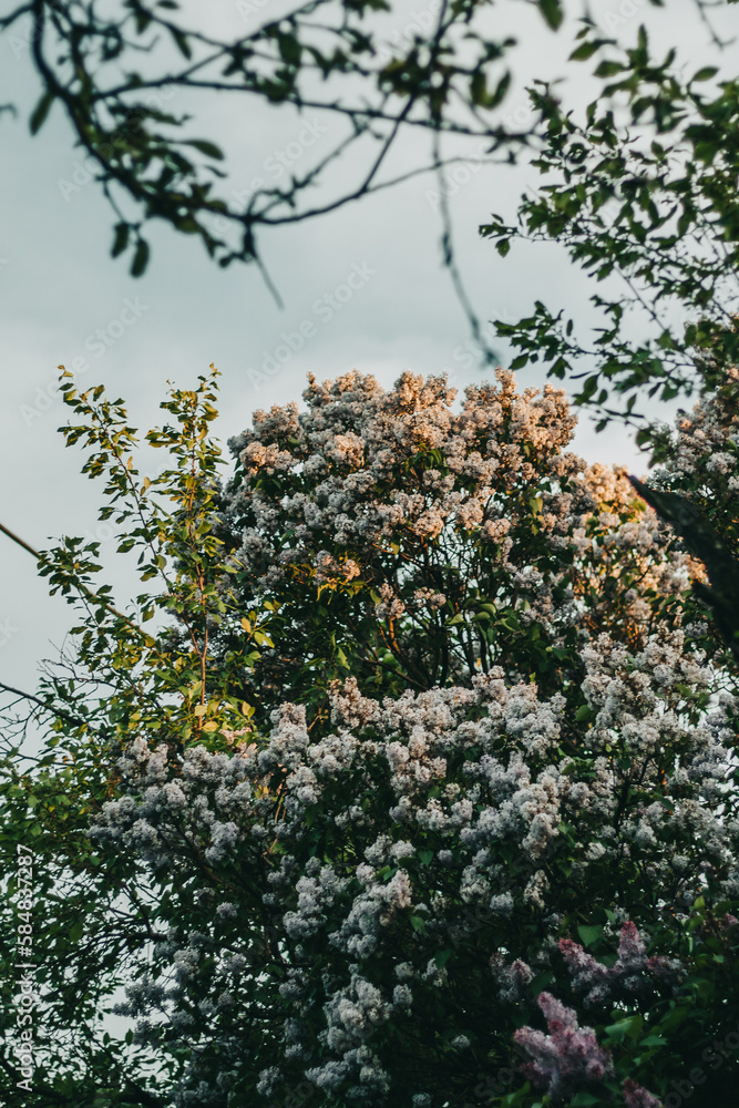 Fototapeta premium tree and flowers