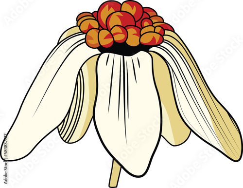 Lily orchid flower full bloom, abscission line art and colored vector illustration