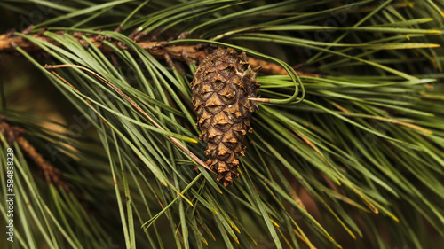 close up of pine cone