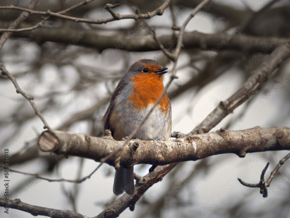 Portrait of robin bird with orange breast in trees sitting on a branch in the early spring Portrait of robin bird with orange breast in trees sitting on a branch in the early spring