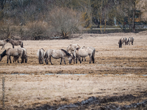 wild horses that live  graze and grow in the urban environment  meadow and island in the urban area