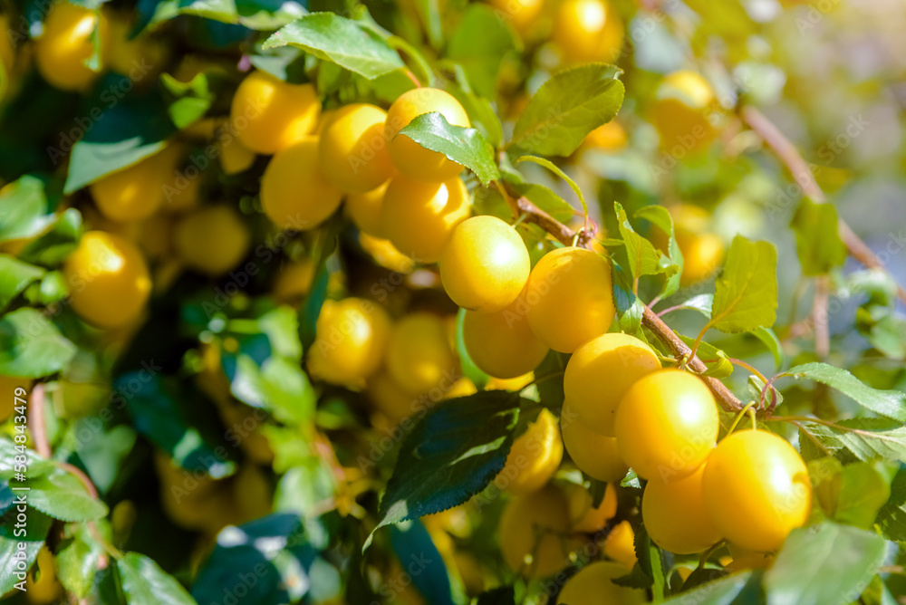 Yellow cherry plum berries ripen on the branches Yellow cherry plum berries ripen on the branches