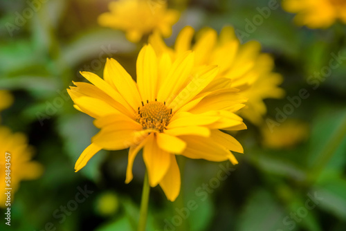 Yellow daisies grow in the meadow in summer 