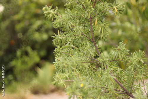 close up of a bush