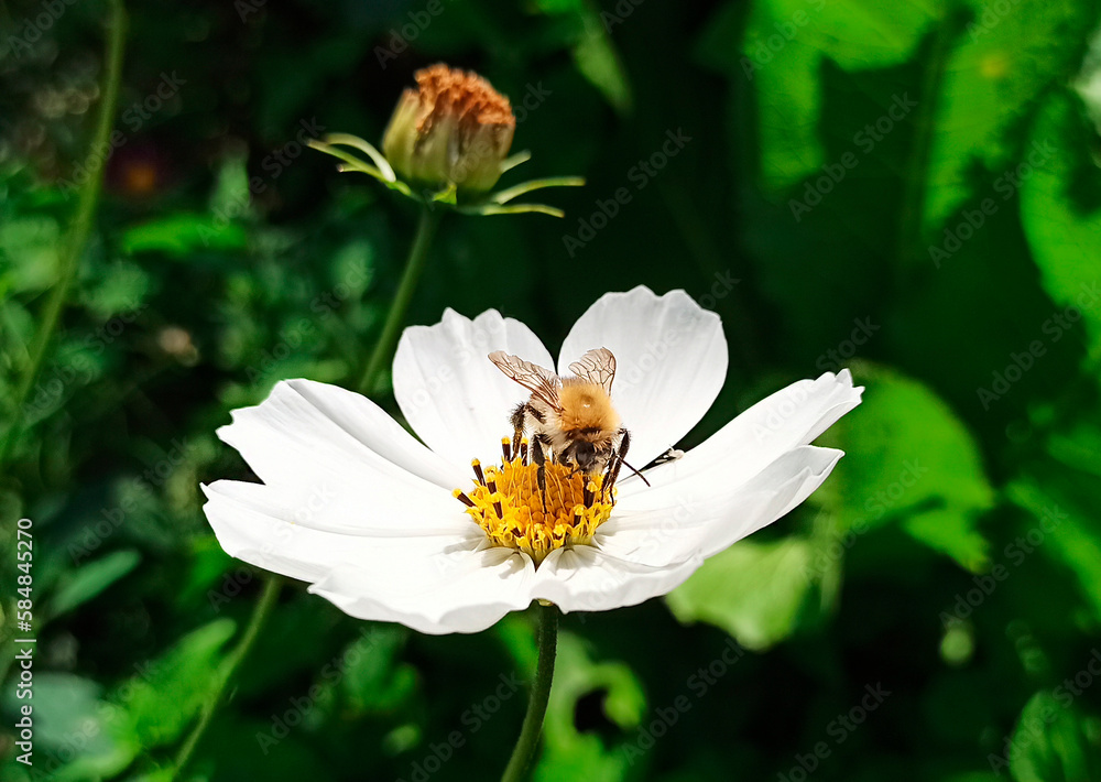 Bumblebee on a cosmos flower.
The insect collects nectar and pollen from a cosmos flower.
Bumblebee on a cosmos flower.
The insect collects nectar and pollen from a cosmos flower.