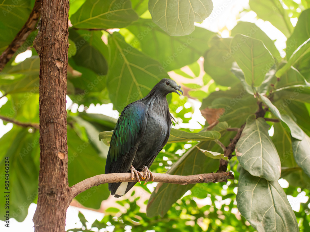 Full-length portrait of Nicobar pigeon or Caloenas nicobarica. Colorful bluish-grey pigeon with upper neck plumage is perching on tree branch. Full-length portrait of Nicobar pigeon or Caloenas nicobarica. Colorful bluish-grey pigeon with upper neck plumage is perching on tree branch.