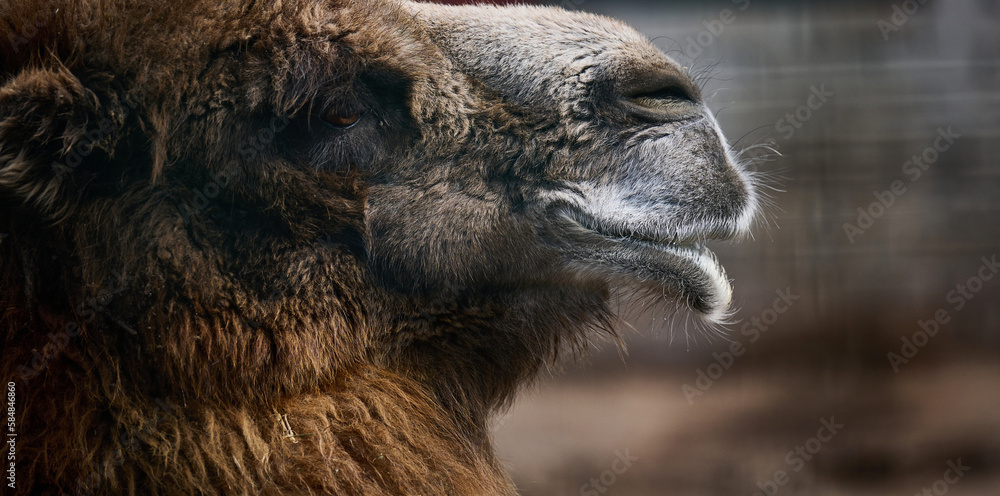 Portrait of an adult brown camel on a spring day