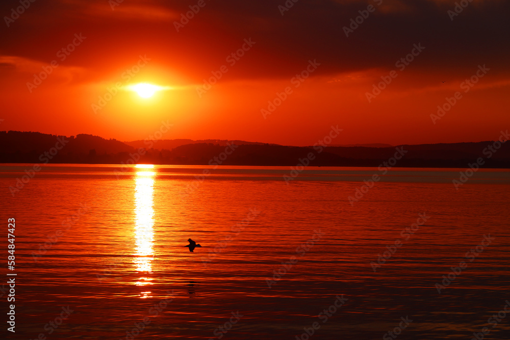 Bird over Sempach lake in sunset light, Switzerland, Europe	