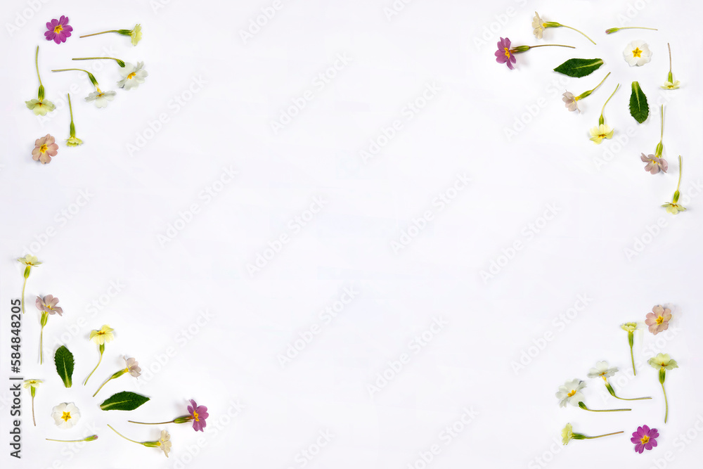 Natural spring wildflowers border frame with copy space, flat lay on white background. Spring floral pattern, delicate primrose flowers, mother day, easter, wedding background concept. Natural spring wildflowers border frame with copy space, flat lay on white background. Spring floral pattern, delicate primrose flowers, mother day, easter, wedding background concept.
