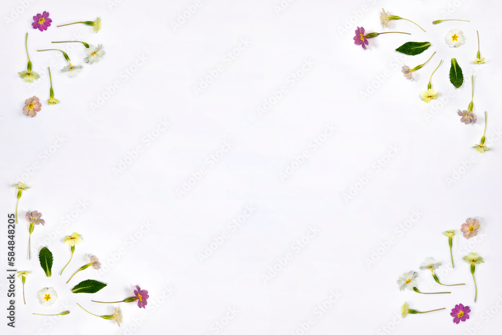 Natural spring wildflowers border frame with copy space, flat lay on white background. Spring floral pattern, delicate primrose flowers, mother day, easter, wedding background concept.