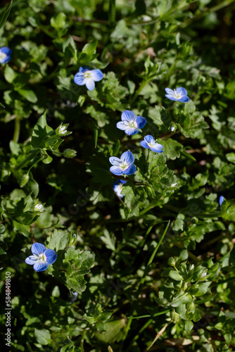 Small blue delicate flowers Veronica polita, Veronica didyma, gray field speedwell, among green grass, soft focus. Floral spring background