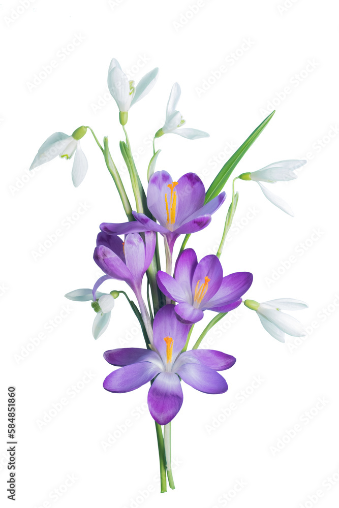 Bouquet of spring flowers - saffron, snowdrops on a transparent background. Springtime concept. Bouquet of spring flowers - saffron, snowdrops on a transparent background. Springtime concept.