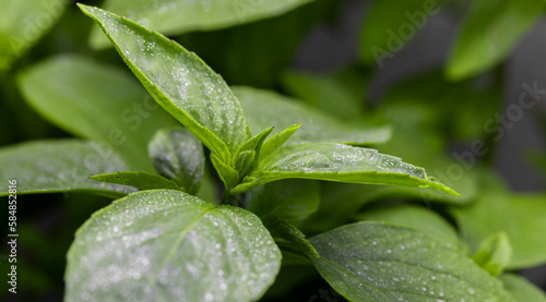Organic growing Basil leaves close up macro 