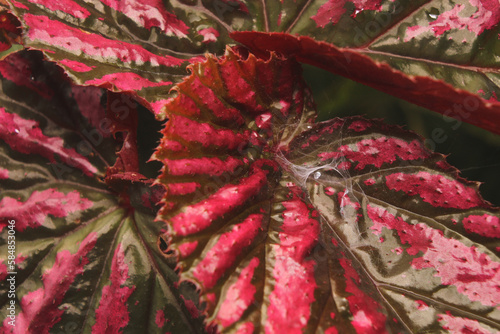 Shrub Begonia close up photo