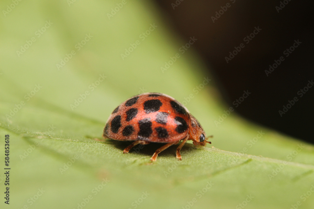Fototapeta premium macro photo of ladybug on leaf