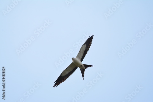 Swallow-tailed Kite in Florida