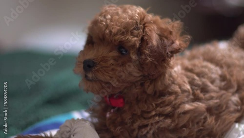 Caniche marrón cachorro