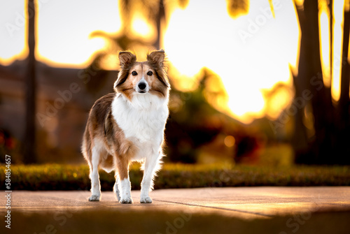 One adorable Sheltie dog looking at the camera posing on the grass at the park during sunset trees in the background