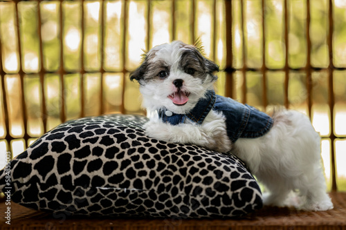 One adorable white and brown Shih-tzu puppy dog wearing jeans, looking at the camera sticking out the tongue 