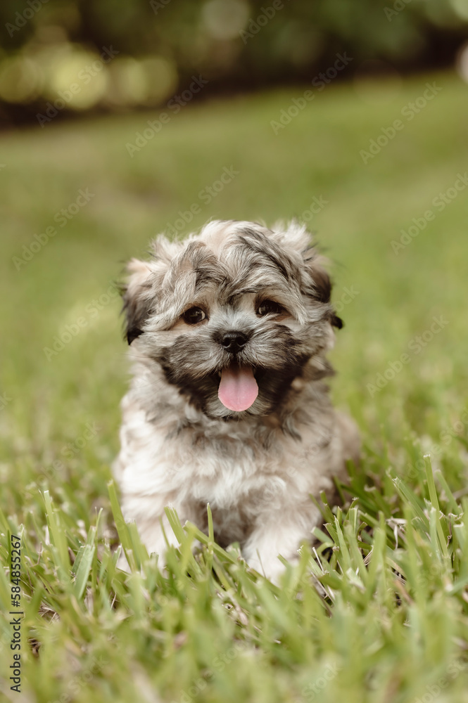 One adorable shih-tzi puppy dog posing on the grass and looking at the camera