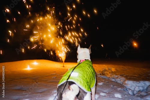 Festive Fireworks Fear Of Dogs photo