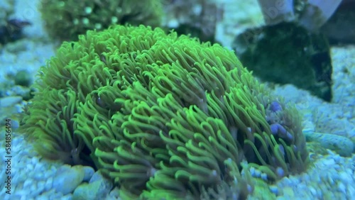 Eine Koralle, Affenhaar, Briareum sp. 'Green'. Krustenartig wachsende Koralle mit lilafarbenen Gewebe und strahlend grünen Polypen. photo