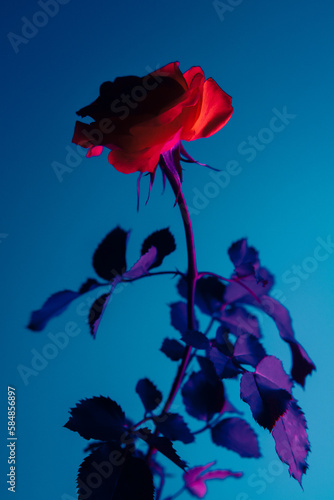 red rose with drops and blue background photo