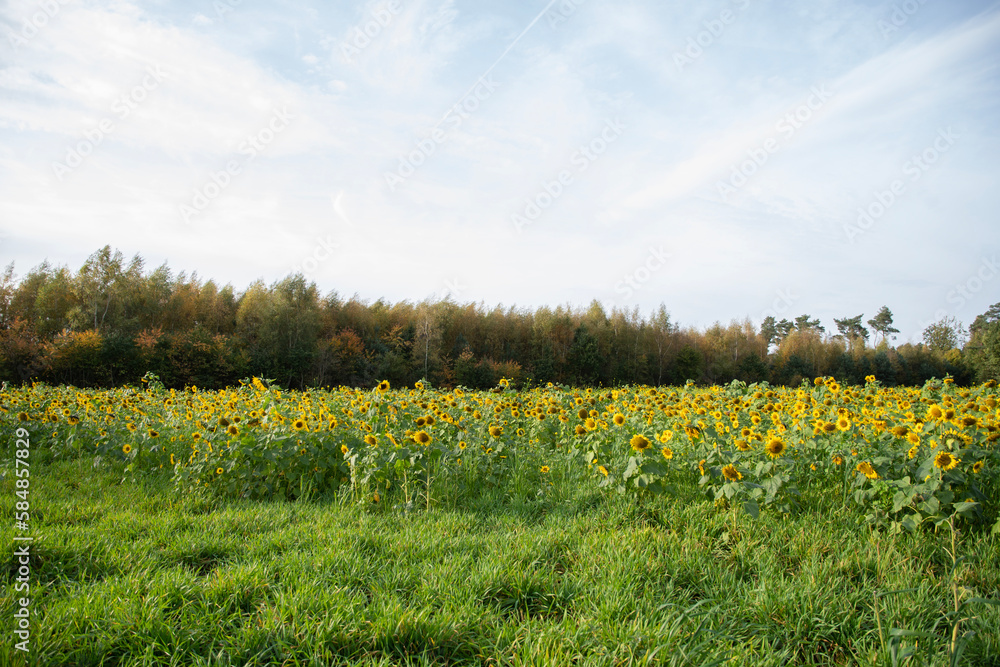 Obraz premium field with blooming sunflowers against the blue sky sunflower oil