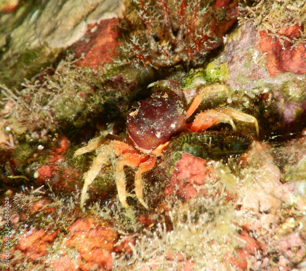 Costa Rica Sea Life