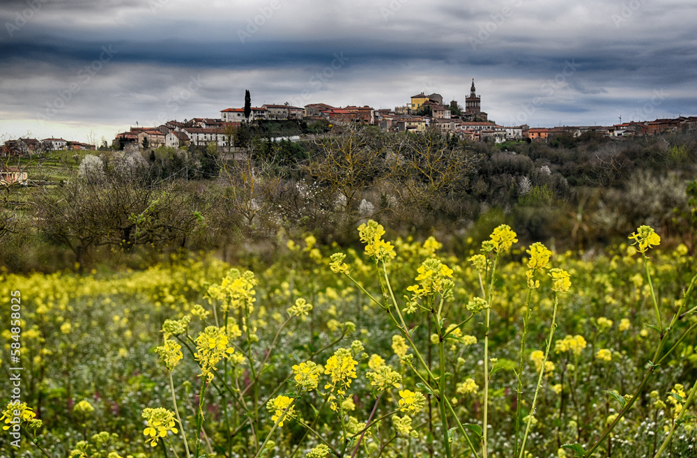 Camagna fiorita di colza - Monferrato