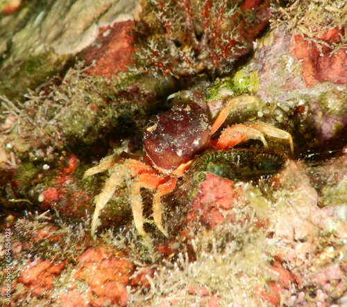 Costa Rica Sea Life