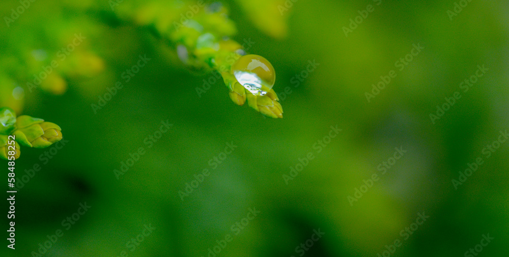 plants with water drops and selective soft focus for banner background.ecology medicine body care concept plants with water drops and selective soft focus for banner background.ecology medicine body care concept