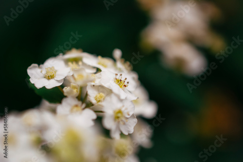 White Reeve's spiraea flowers photo