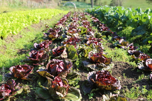 alface rocha plantação de orgânicos