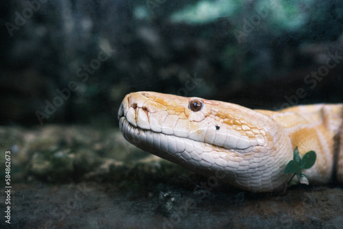 close-up photo of an albino yellow python's face photo