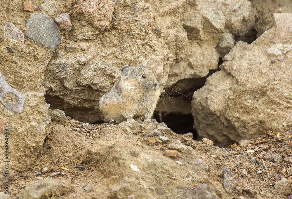 Fototapeta premium Pika feeding before winter