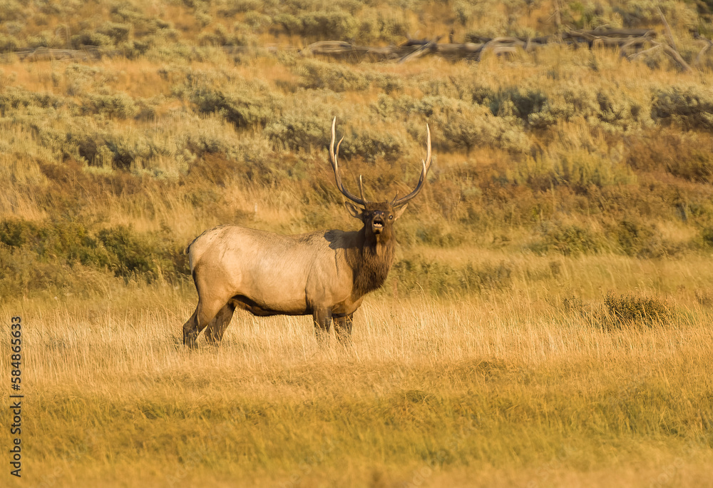 Bull Elk during Fall Rut Bull Elk during Fall Rut