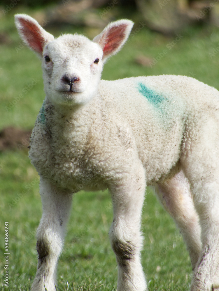Springtime lamb Springtime lamb