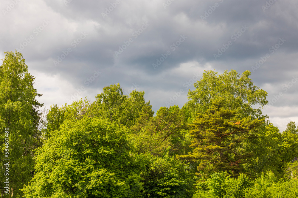Beautiful view of tops of forest trees against backdrop of thunderclouds on cloudy summer day. 