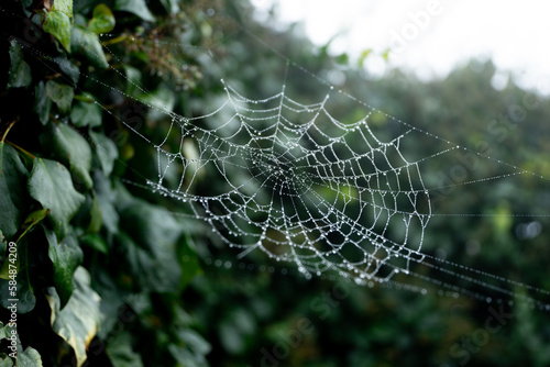 Spider web with raindrops in green plant
 photo