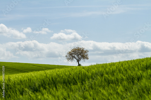 Tree with cloudy sky in between the hills