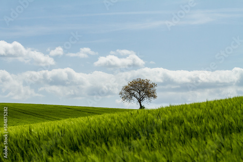 Tree with cloudy sky