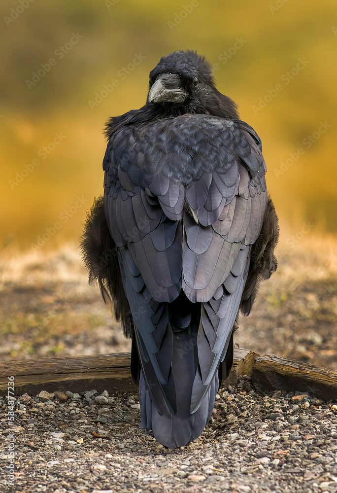Fototapeta premium Raven
