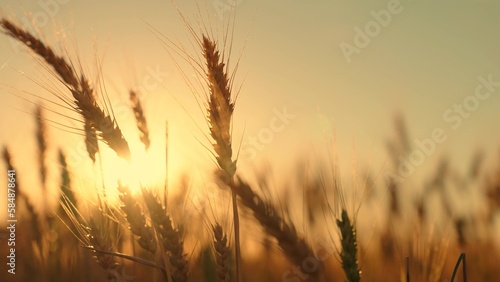 Yellow ears of wheat ripen in field in summer in sun. Growing wheat grain  farmers field. Big harvest of wheat. Ecologically clean wheat grain grown on fertile land. Agricultural industry  business