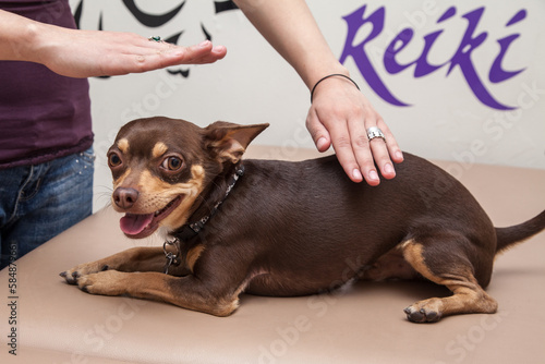 Chihuahua dog at a reiki therapy session