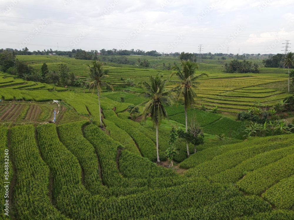 Terraced rice field landscape. Amazing background and wallpaper. green field Terraced rice field landscape. Amazing background and wallpaper. green field